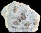 Ammonite Fossil Slab - Marston Magna Marble #63492-1